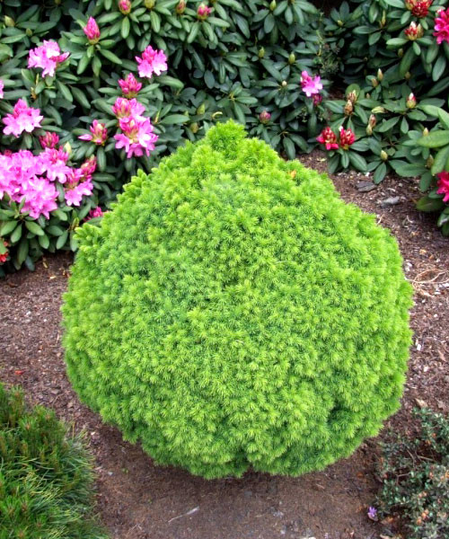 Ель канадская "Альберта Глоб" Picea glauca "Alberta Globe" h 10-15 C5