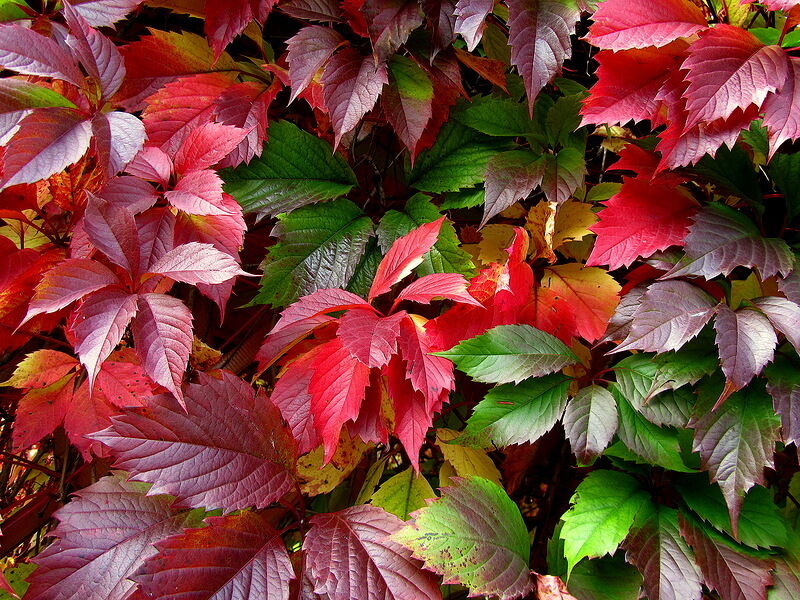 Виноград девичий пятилисточковый Parthenocissu guinguefolia С2/3