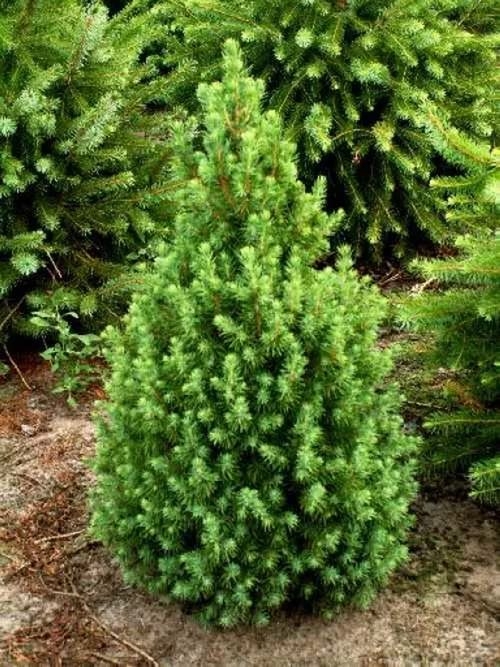 Ель канадская "Коника" Picea glauca "Conica" h 60-80 C5