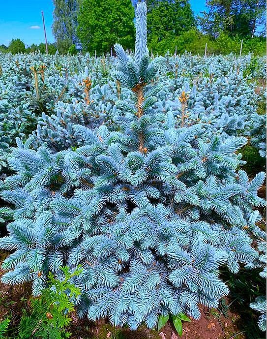 Ель колючая "Супер Блю Сидлинг" Picea pungens "Super Blue Seedling" h 20-40 C5