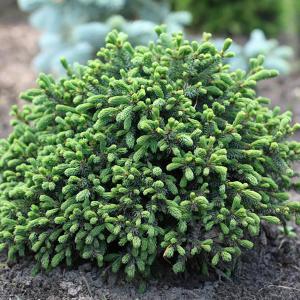 Ель канадская "Эхиниформис" Picea glauca "Echiniformis" h 20-30 C3