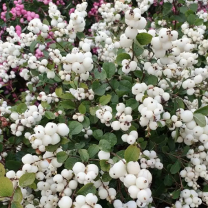 Снежноягодник Symphoricarpos "White"