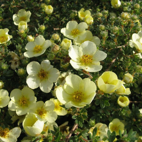 Лапчатка кустарниковая "Тилфорд Крим" Potentilla fruticosa "Tilford Cream"