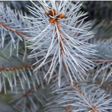 Ель колючая "Костер" Picea pungens "Koster"