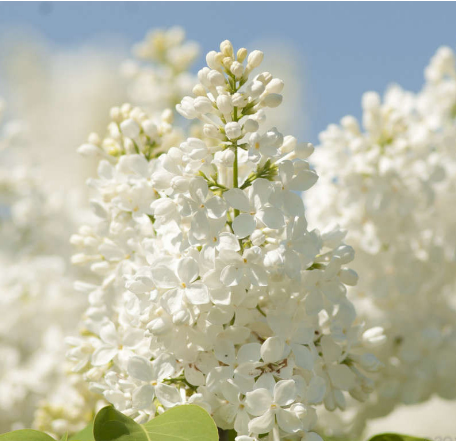 Сирень обыкновенная Syringa vulgaris "Agidel"
