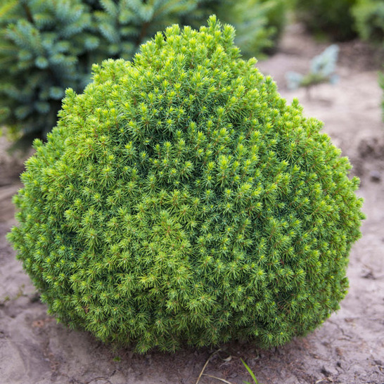 Ель канадская "Альберта Глоб" Picea glauca "Alberta Globe" h 10-15 C5