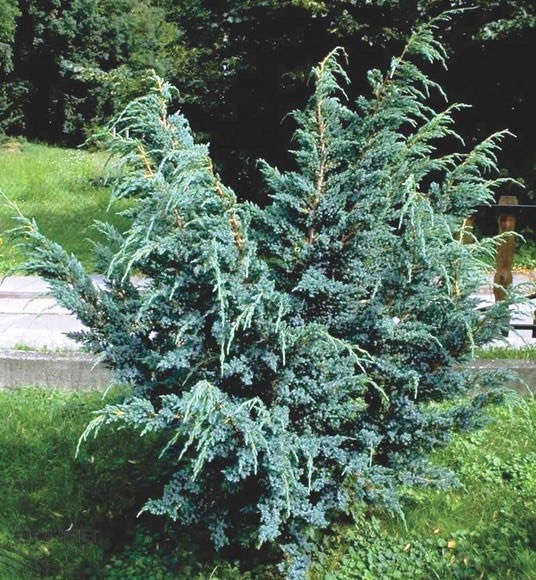 Можжевельник китайский Juniperus chinensis 'Blue Alps'