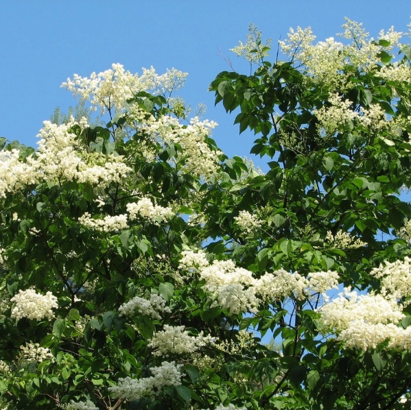 Сирень амурская Syringa amurensis