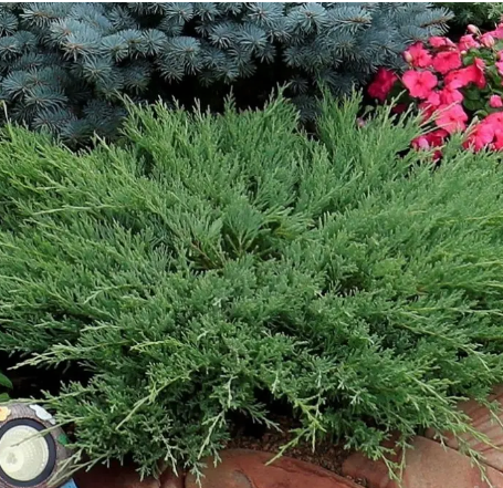 Можжевельник горизонтальный Juniperus horizontalis 'Andorra Compacta'