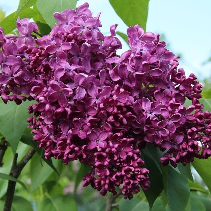 Сирень обыкновенная Syringa vulgaris "Anna Shiach"