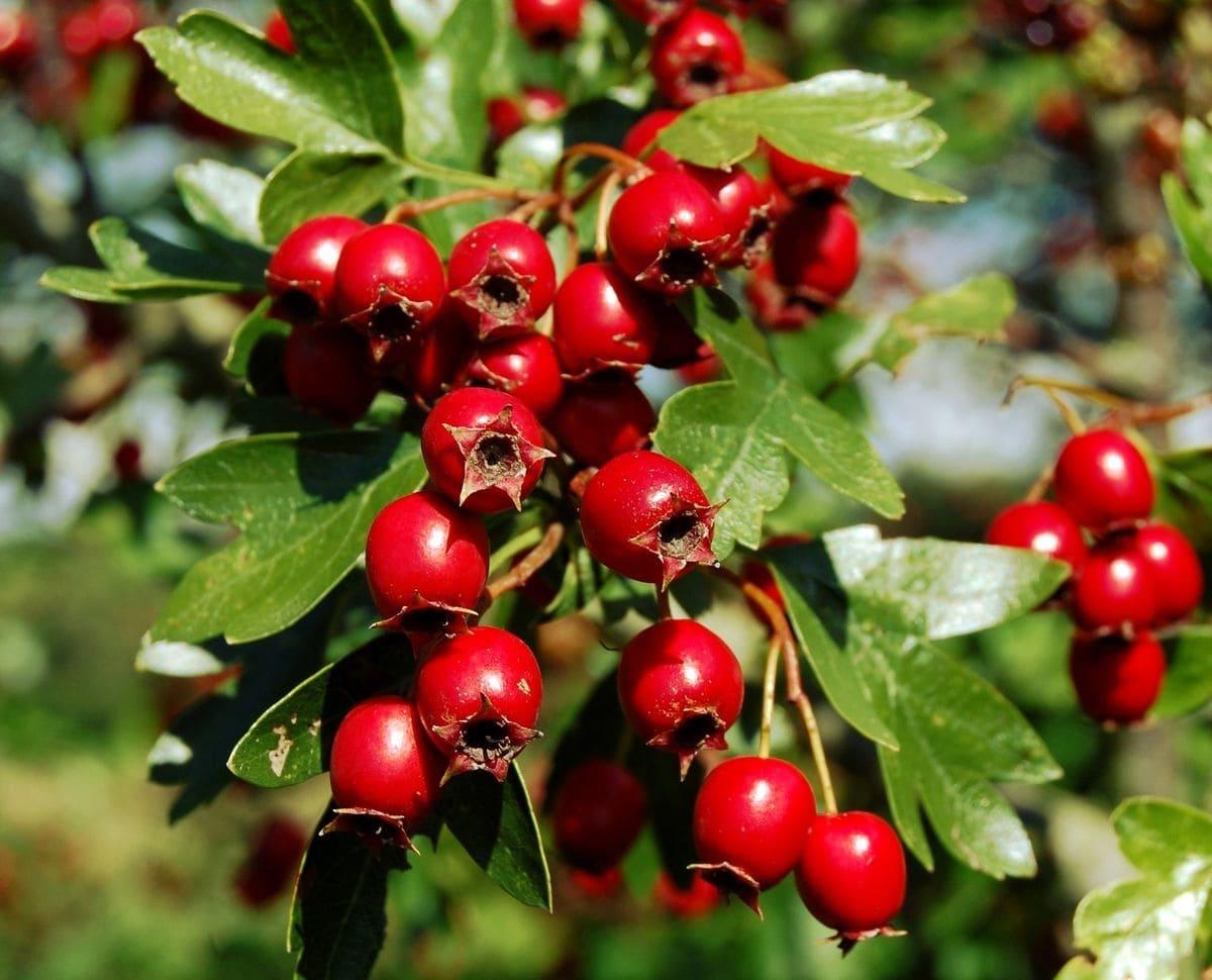 Боярышник Арнольда Crataegus arnoldiana