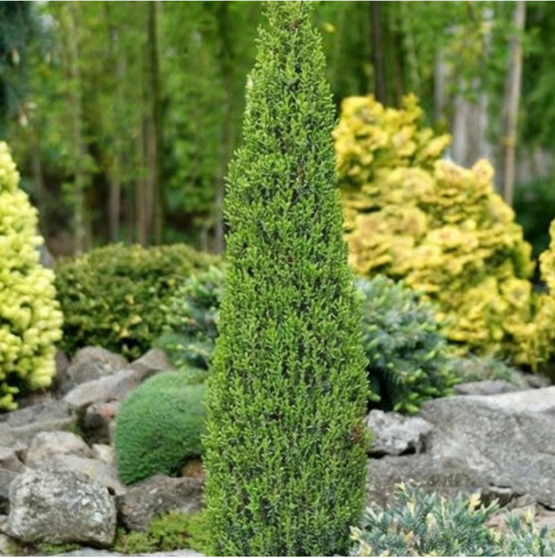 Можжевельник обыкновенный Juniperus communis 'Arnold'