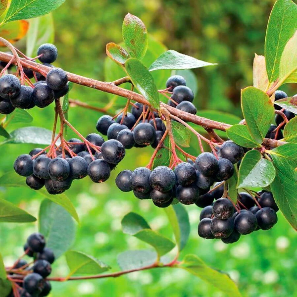 Арония черноплодная Aronia melanocárpa