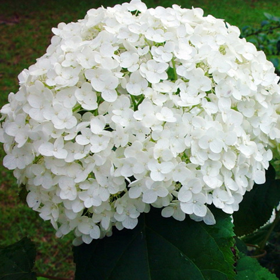 Гортензия древовидная "Баунти" Hydrangea arborescens "Bounty"