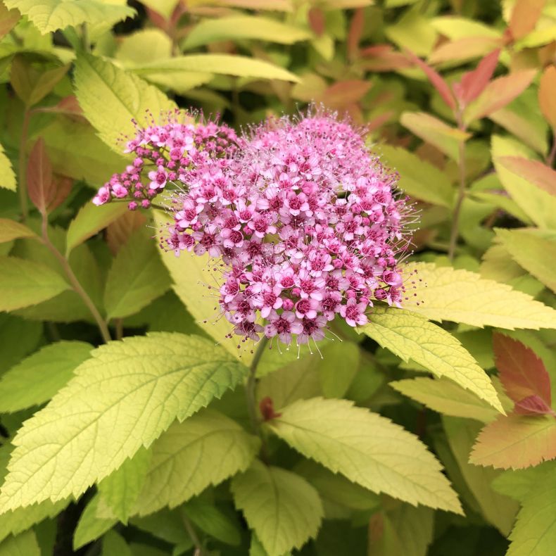 Спирея японская Spiraea japonica "Double Play Big Bang"
