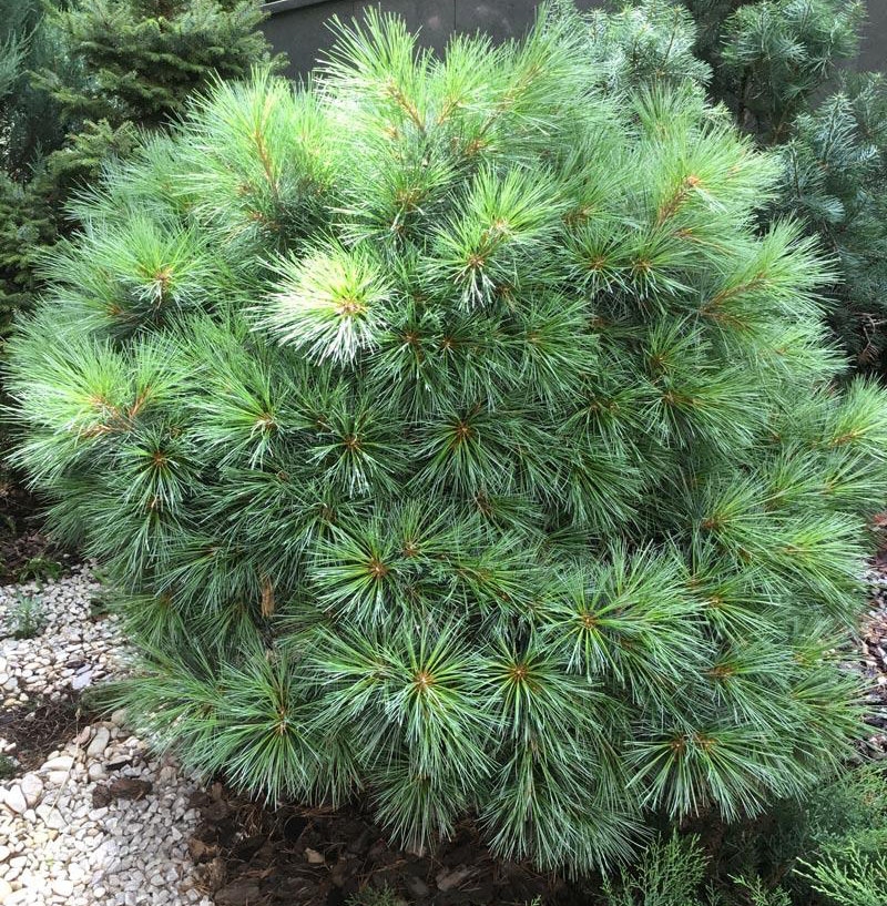 Сосна веймутова "Блю Шег" Pinus strobus "Blue Shag"