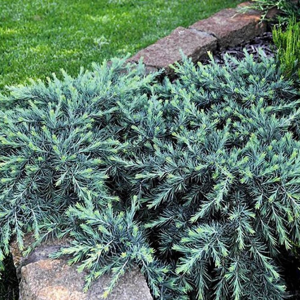 Можжевельник чешуйчатый Juniperus squamata "Blue Carpet"