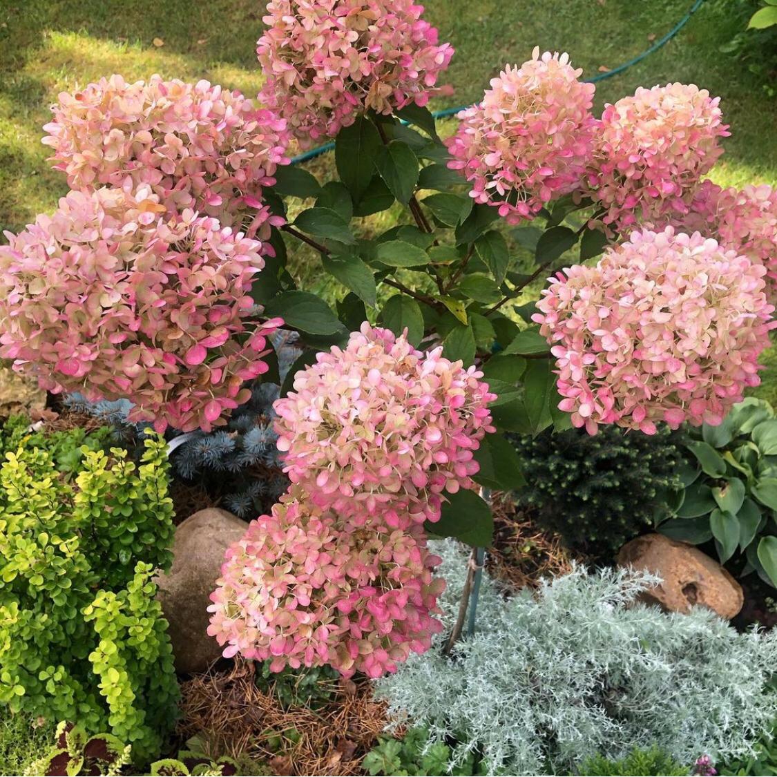 Гортензия метельчатая "Бобо" Hydrangea paniculata "Bobo"