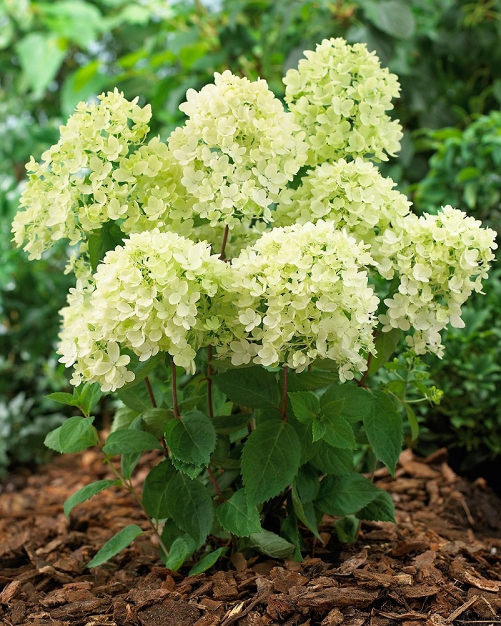Гортензия метельчатая "Бомбшелл" Hydrangea paniculata "Bombshell"