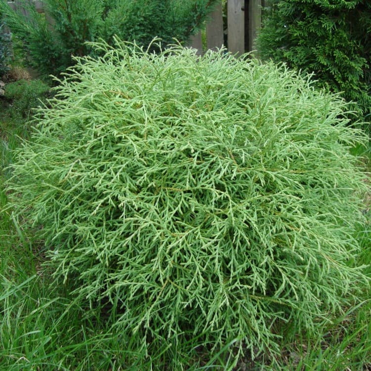 Туя западная Thuja occidentalis "Mr. Bowling Ball" : С20, h=50-60*