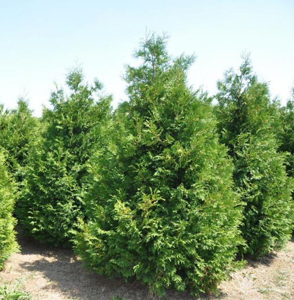 Туя западная Thuja occidentalis "Brabant" : С15, h=100-120*