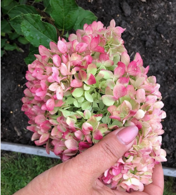 Гортензия метельчатая "Саммер Бриз" Hydrangea paniculata "Summer Breeze"
