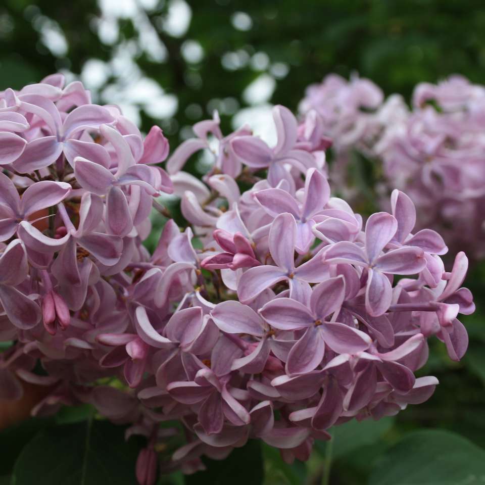Сирень гиацинтовая Syringa x hyacinthiflora "Buffon"