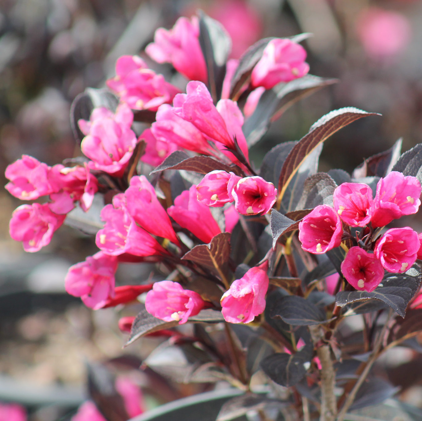 Вейгела цветущая "Александра" Weigela florida "Alexandra"