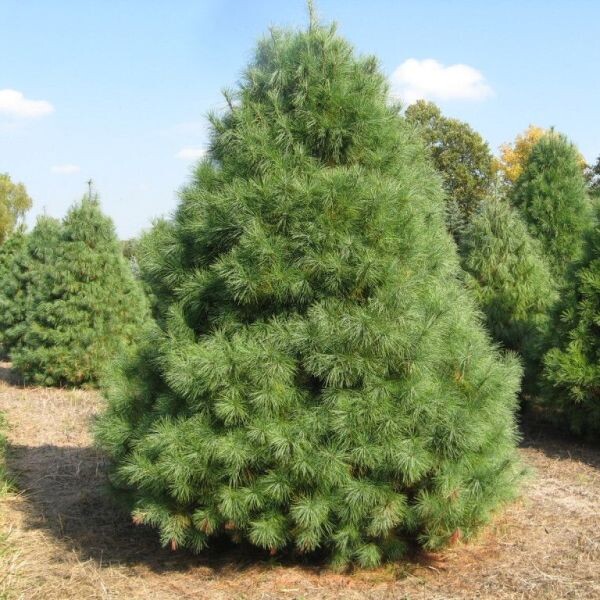 Сосна веймутова Pinus strobus
