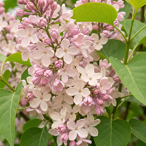 Сирень обыкновенная "Вечный Звон" Syringa vulgaris "Vecherny Zvon"