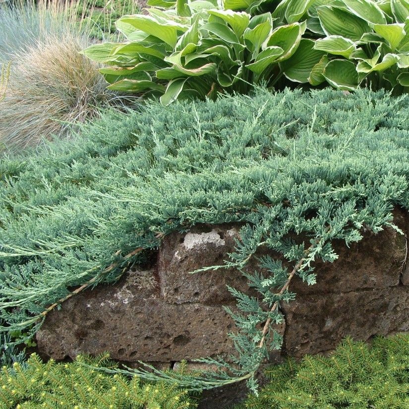 Можжевельник горизонтальный "Вилтони" Juniperus horizontalis "Wiltonii"