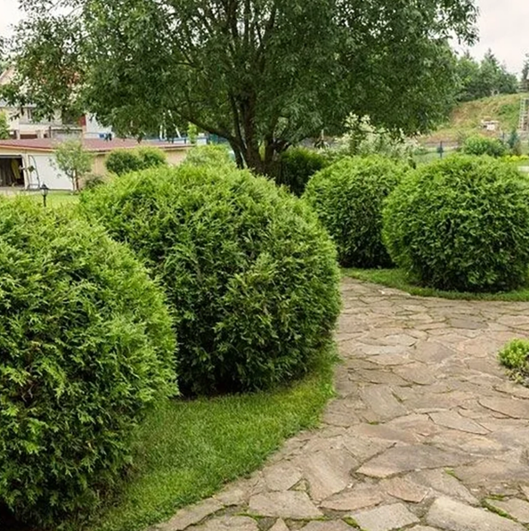 Туя западная Thuja occidentalis "Woodwardii" : С20, h=50-60*
