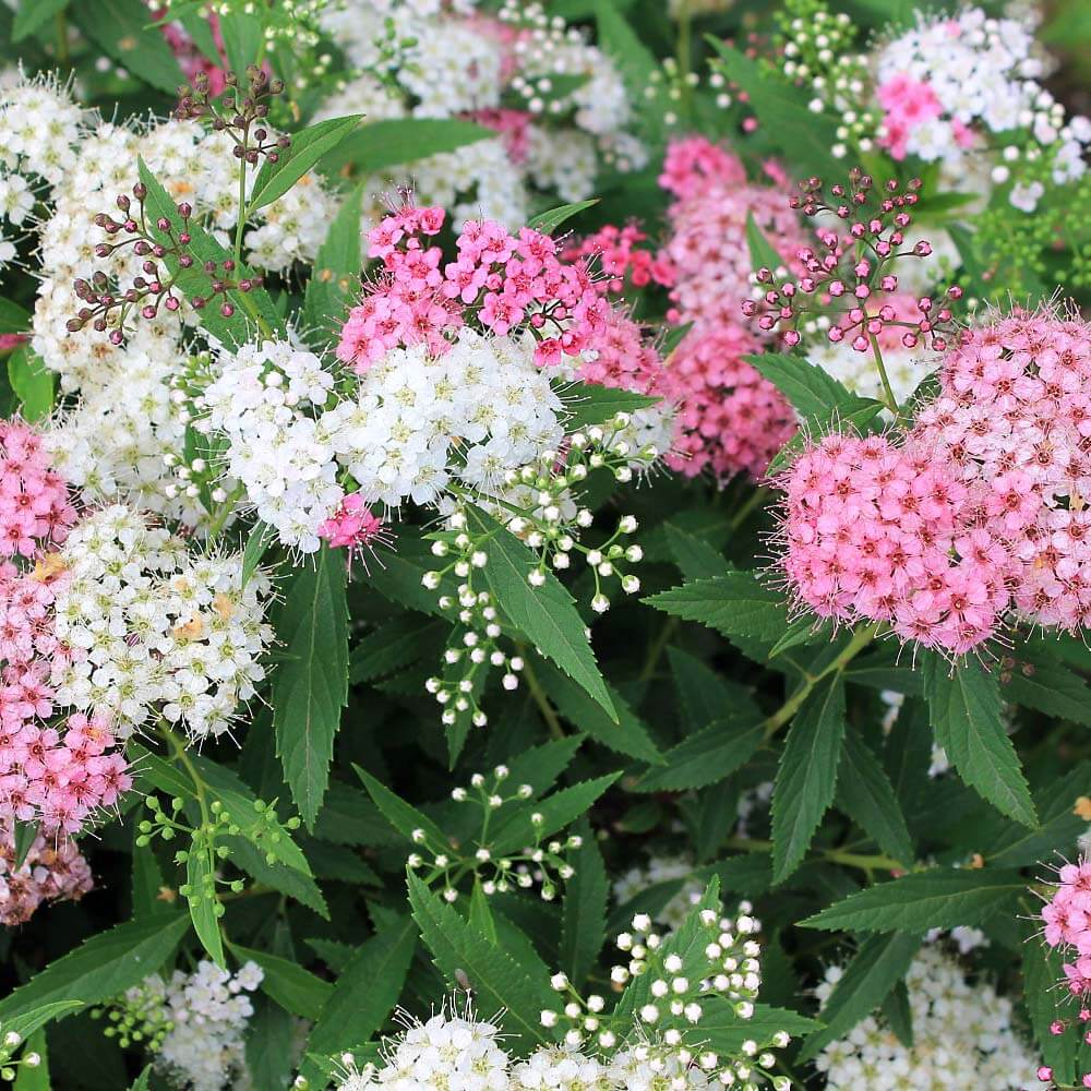 Спирея японская Spiraea japonica "Genpei"