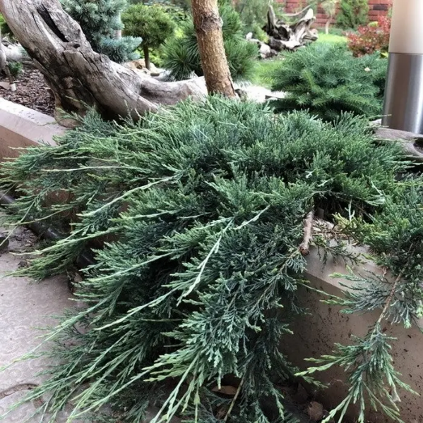 Можжевельник горизонтальный "Гласиер" Juniperus horizontalis "Glacier"