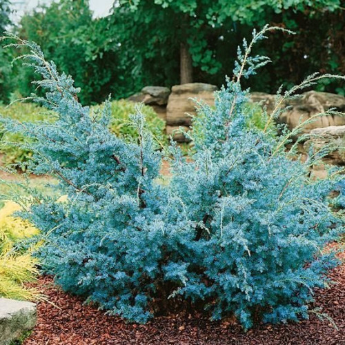 Можжевельник средний Пфитцериана Глаука Juniperus × pfitzeriana Glauca