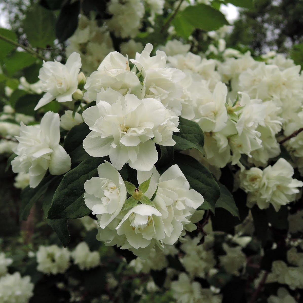 Чубушник Philadelphus "Gletscher"
