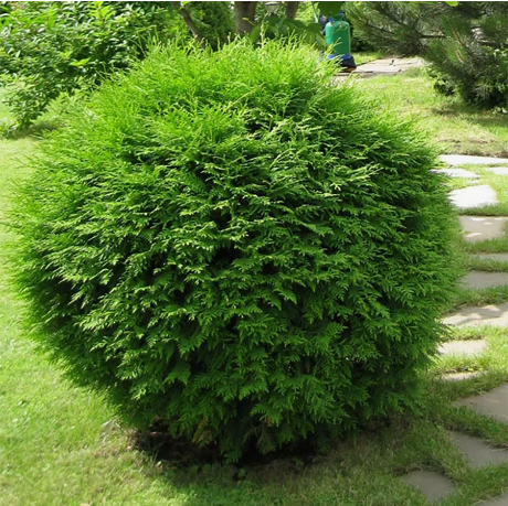 Туя западная "Глобоза" Thuja occidentalis "Globosa"