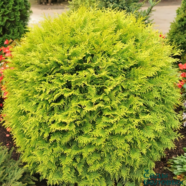 Туя западная "Голден Глоб" Thuja occidentalis "Golden Globe"