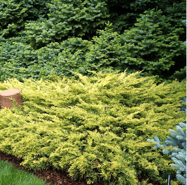 Можжевельник горизонтальный "Лайм Глоу" Juniperus horizontalis "Lime Glow"