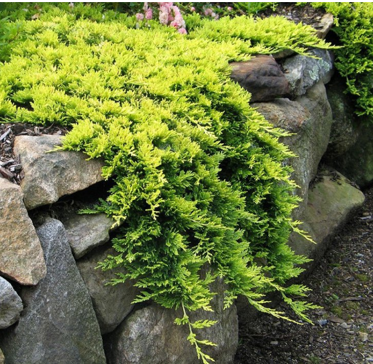 Можжевельник горизонтальный Juniperus horizontalis 'Golden Carpet' : С3, h=20-30*
