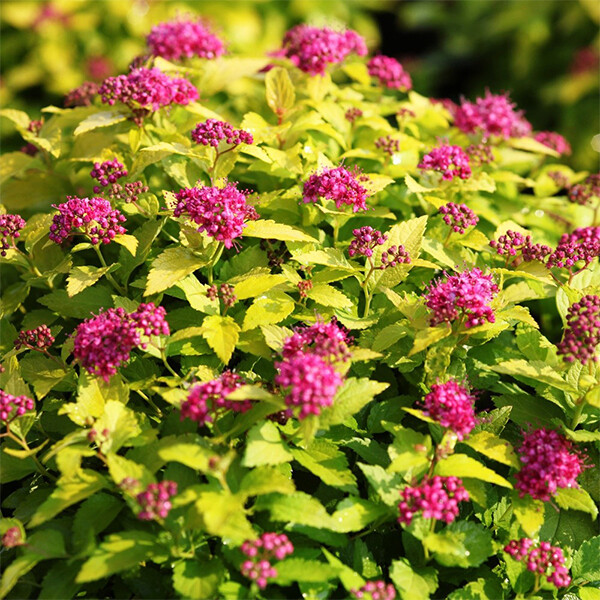 Спирея японская Spiraea japonica "Golden princess"