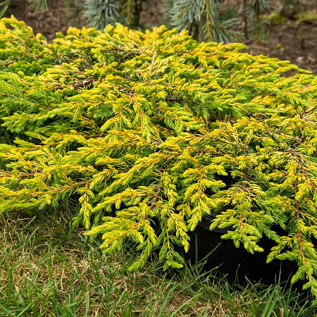 Можжевельник обыкновенный "Голдшатц" Juniperus communis "Goldschatz"