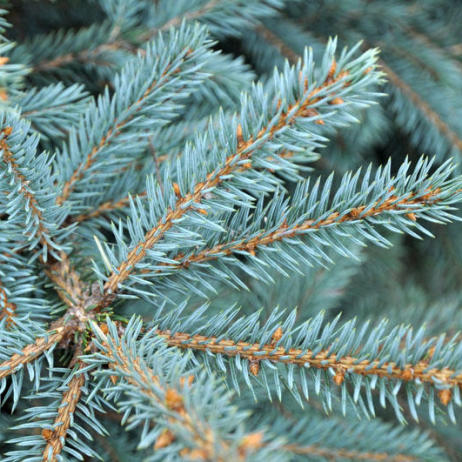 Ель колючая голубая Picea pungens С2/3, h=15-25
