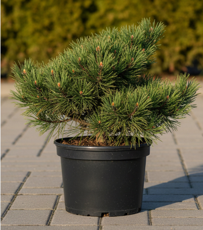 Сосна горная Pinus mugo