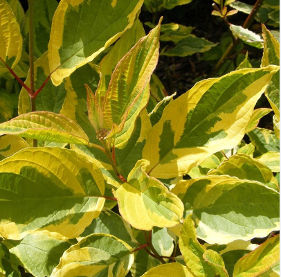 Дерен белый "Гоучаулти" Cornus alba "Gouchaultii"