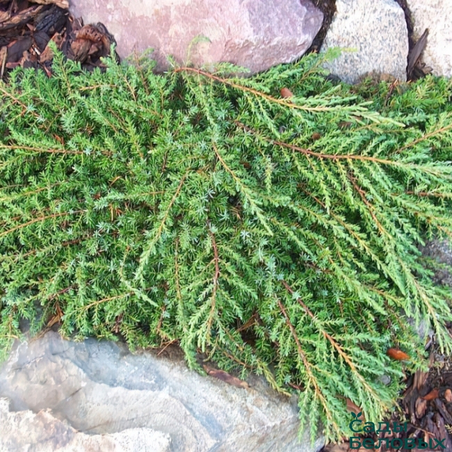 Можжевельник обыкновенный Juniperus communis "Green Carpet" : С7.5, h=30-40*