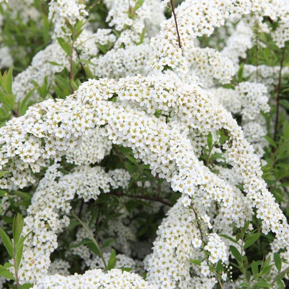 Спирея серая Spiraea cinerea "Grefsheim"
