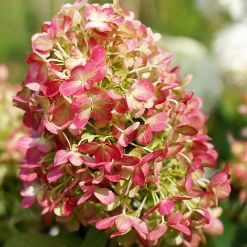 Гортензия метельчатая "Граффити" Hydrangea paniculata "Graffiti"