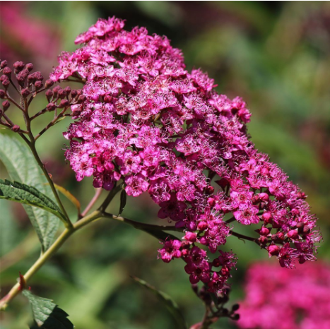 Спирея японская Spiraea japonica "Double Play Artisan"