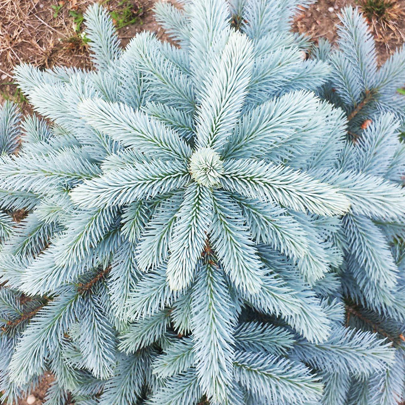 Ель колючая "Блю Даймонд" Picea pungens "Blue Diamond"
